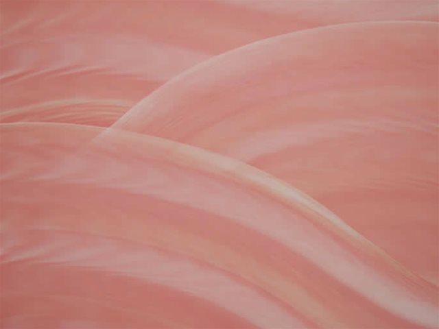 Flamingo Splash Film